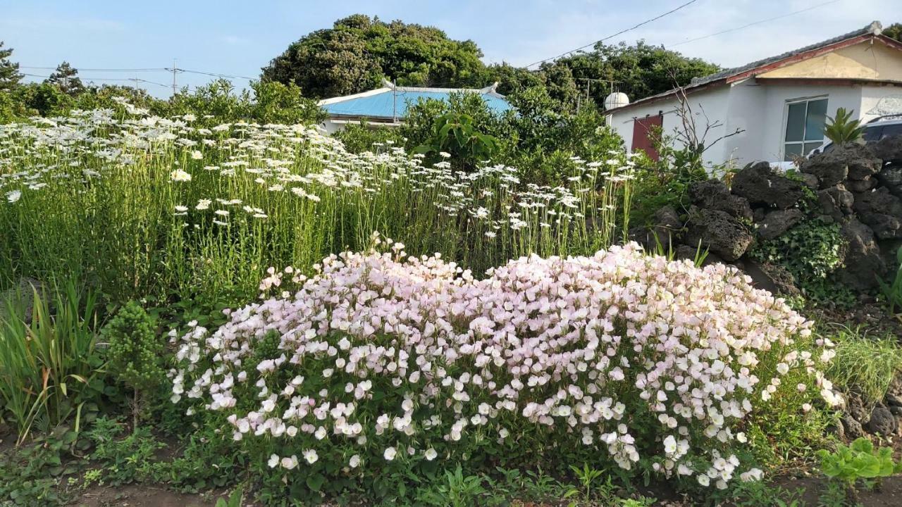Blue Island Guesthouse Σεογκουίπο Εξωτερικό φωτογραφία